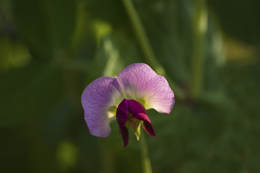 さやえんどうの花-2