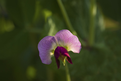 さやえんどうの花-2
