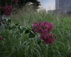 DSC00475. 晩夏