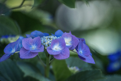 DSC00656 咲けよ薫れよ六月の華