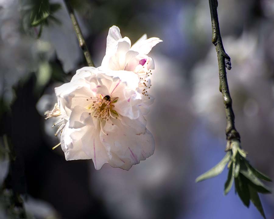 桃の花DSC08180.