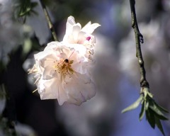 桃の花DSC08180.