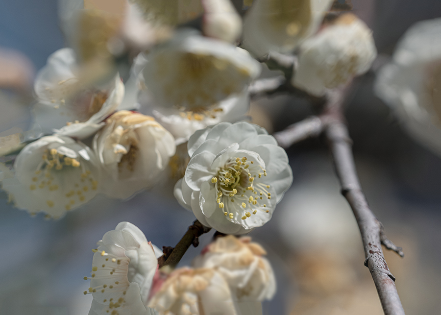 DSC00371. 華やぐ
