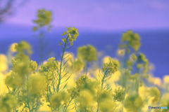DSC06112-菜の花と春の海