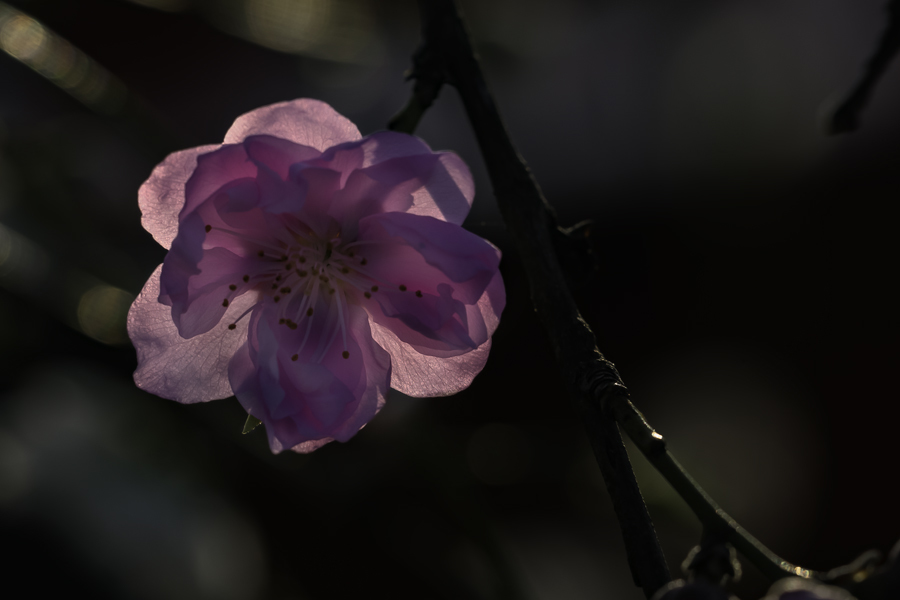 夕陽に浮かぶ桃の花