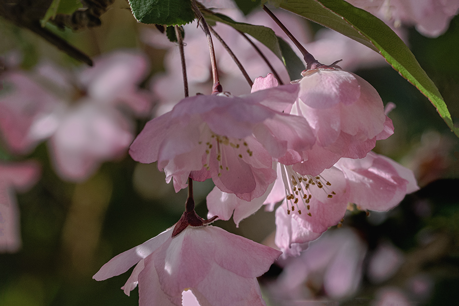 DSC01040. 花海棠