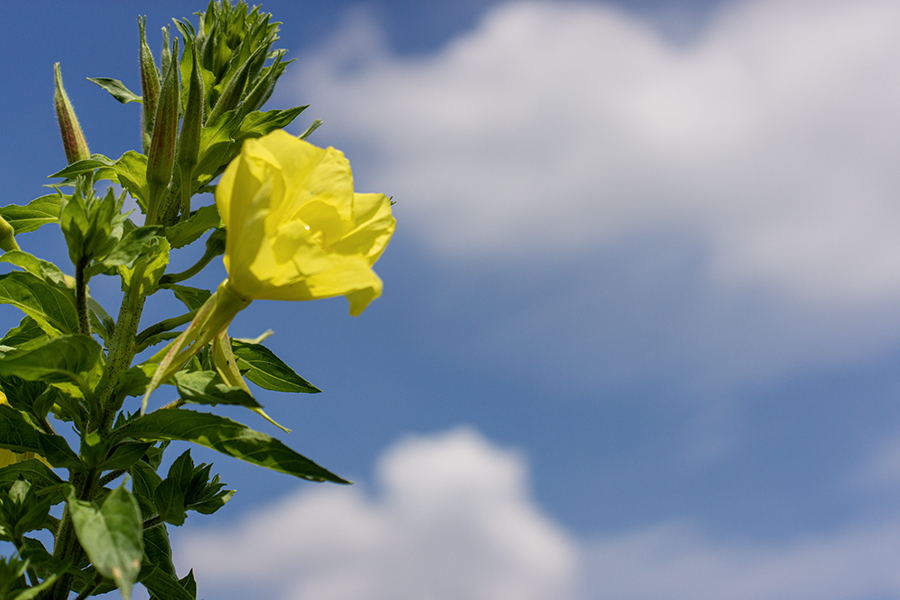 DSC08755. 月見草　jpg