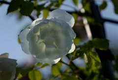 朝空に光る薔薇
