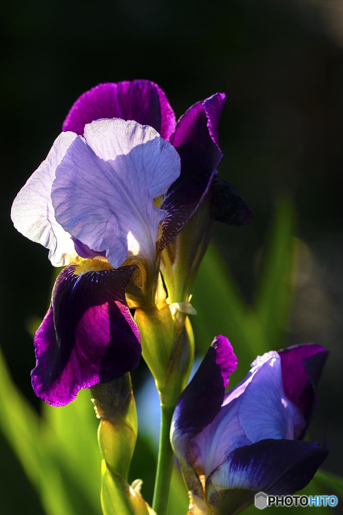 DSC05388 朝のカキツバタ