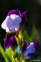 DSC05388 朝のカキツバタ