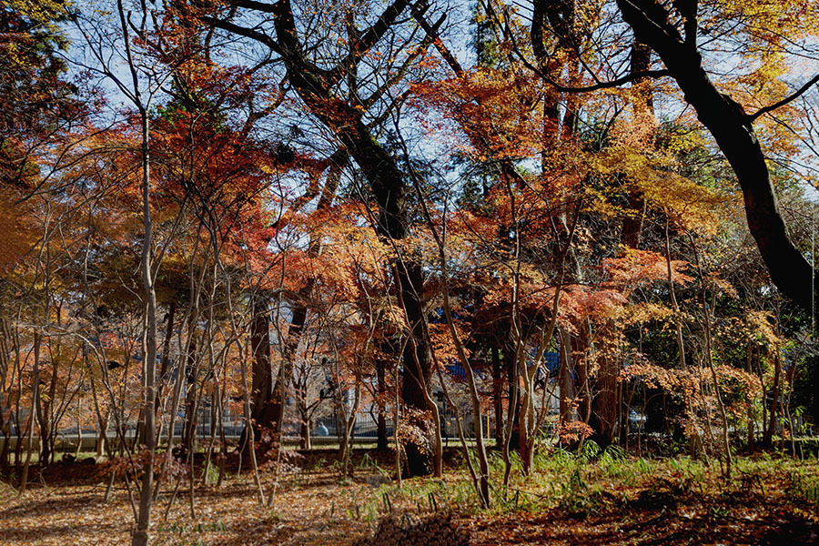 晩秋疎林    DSC03087