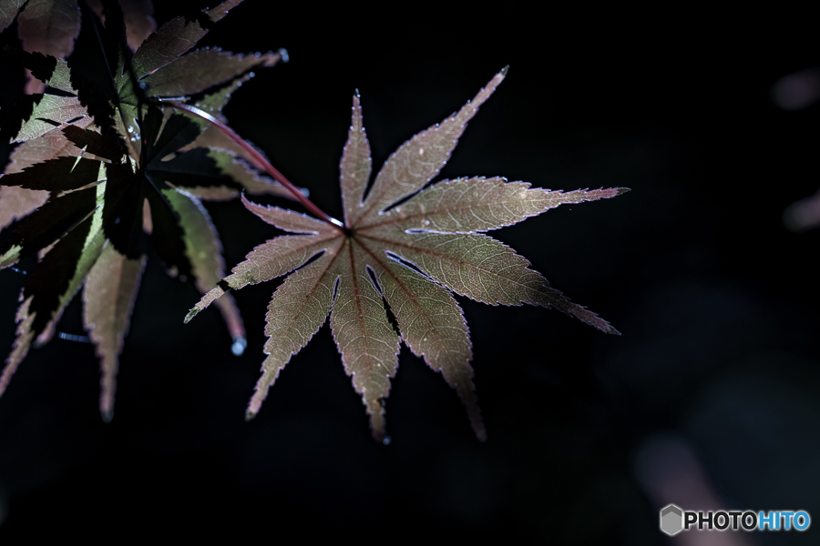 DSC02712 秋の寸景　黄金の一葉　