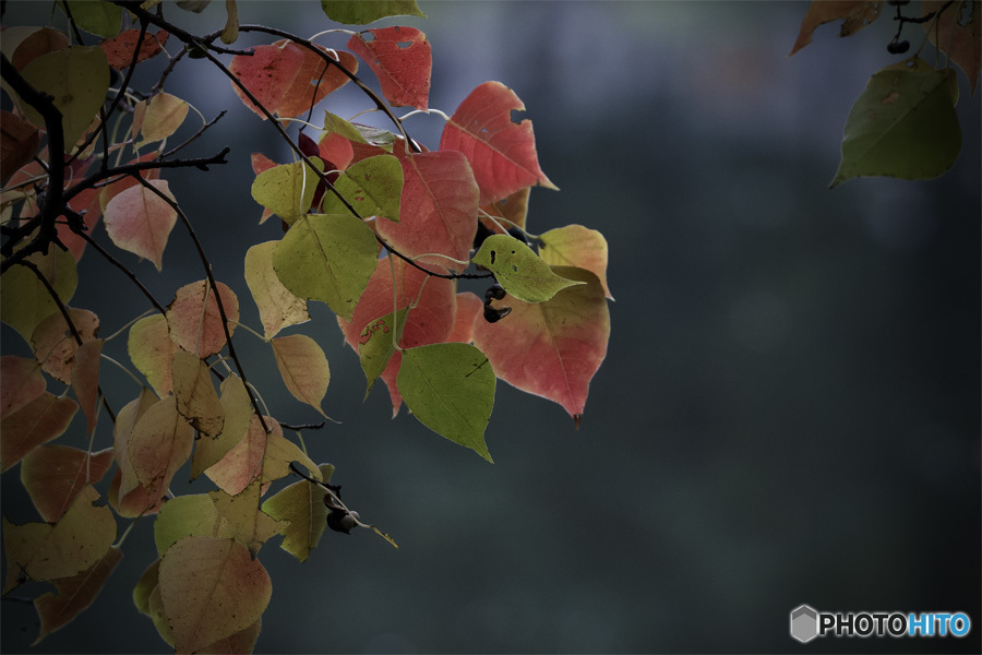 DSC01651 公園の紅葉-6