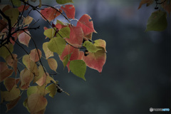 DSC01651 公園の紅葉-6