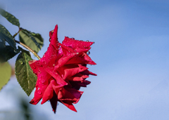 バラの花    DSC03258.