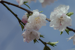 DSC01044. 陽春花桃