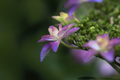 花のステージの主役たち