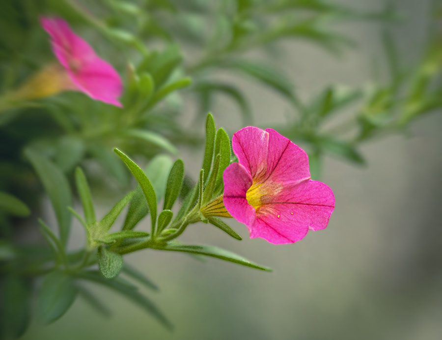 夏の朝　DSC09104.