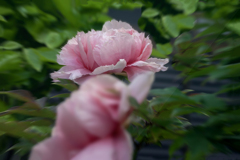 DSC01335. 牡丹