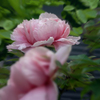 DSC01335. 牡丹