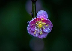 DSC00098-静かな雨上がりの朝