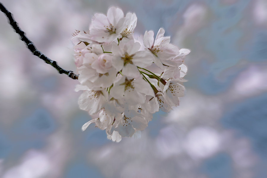 DSC05278. さくらの手まり.