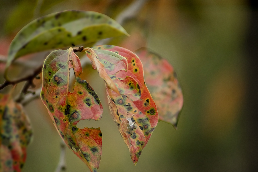 DSC00952. 葉も紅れて行く