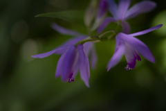 庭の紫蘭