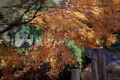 晩秋に華やぐ　DSC03054