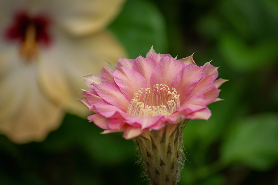 DSC09457. 時めく夏の花たち