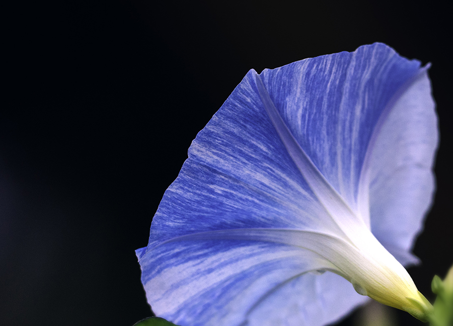 DSC01950  江戸朝顔線の美