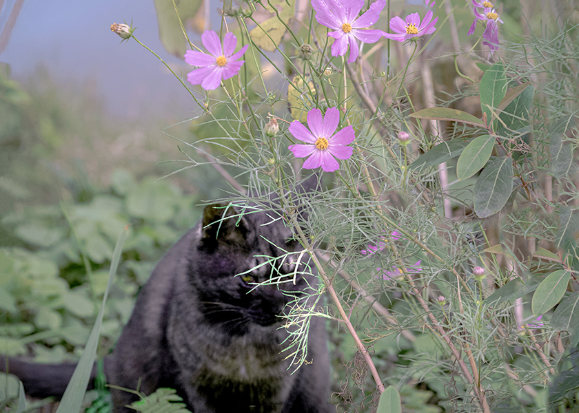 DSC09860. はにかむ猫ちゃん