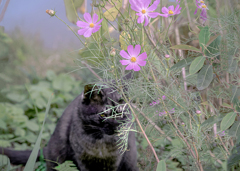 DSC09860. はにかむ猫ちゃん