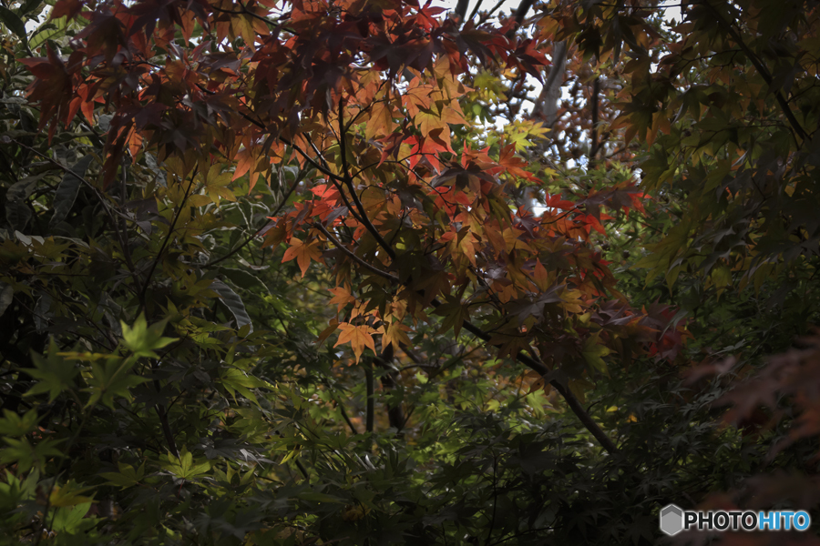 DSC00543.  紅葉-3　jpg