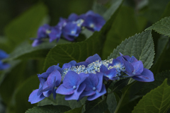 DSC06754 朝の紫陽花