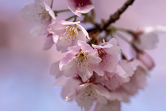 DSC08761. 陽春