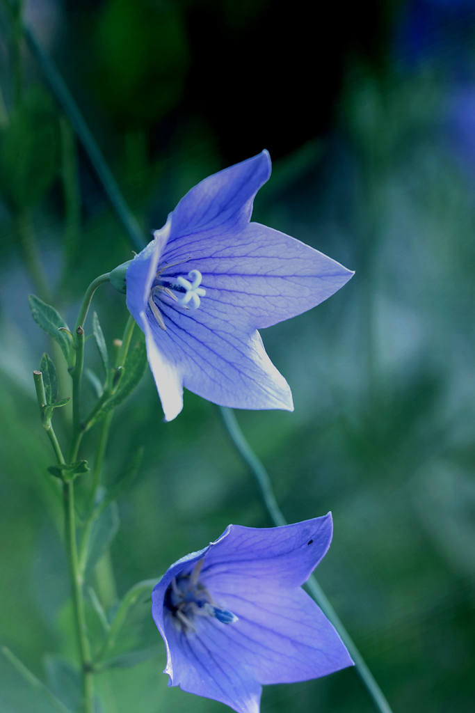 DSC00159- We two  bloomed together 