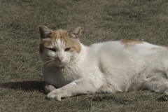 DSC03483 禅寺に住む可愛い野良君