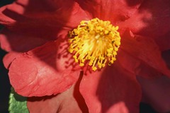 DSC09902. 午後の陽と 山茶花