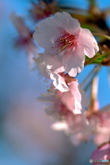 DSC08172-終りの河津桜-1