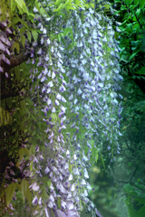 DSC00159. 四月の朝