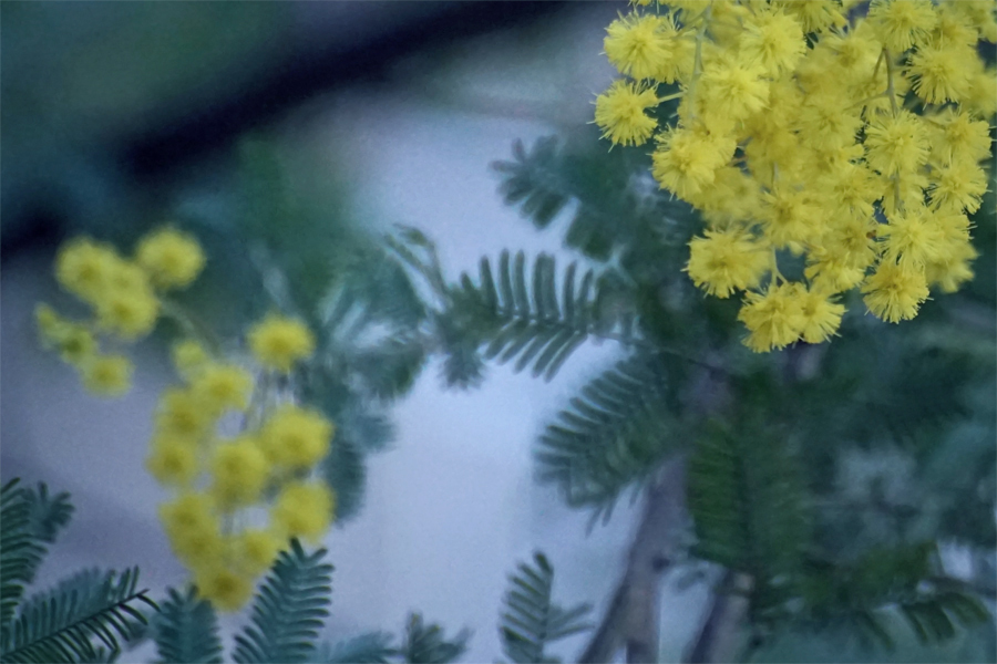 寒い朝のミモザ