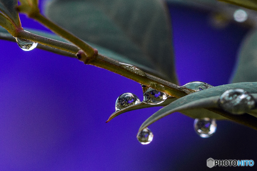 DSC05076.桔梗14番 水玉たちjpg