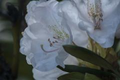 DSC02074 白い石楠花