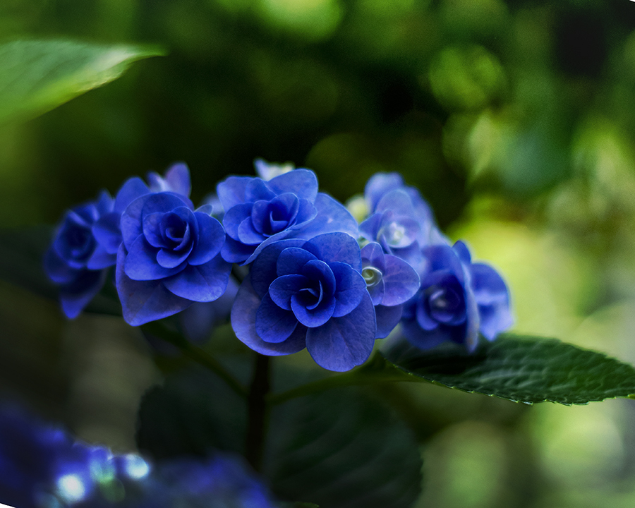 DSC09354. 集う光の精たち