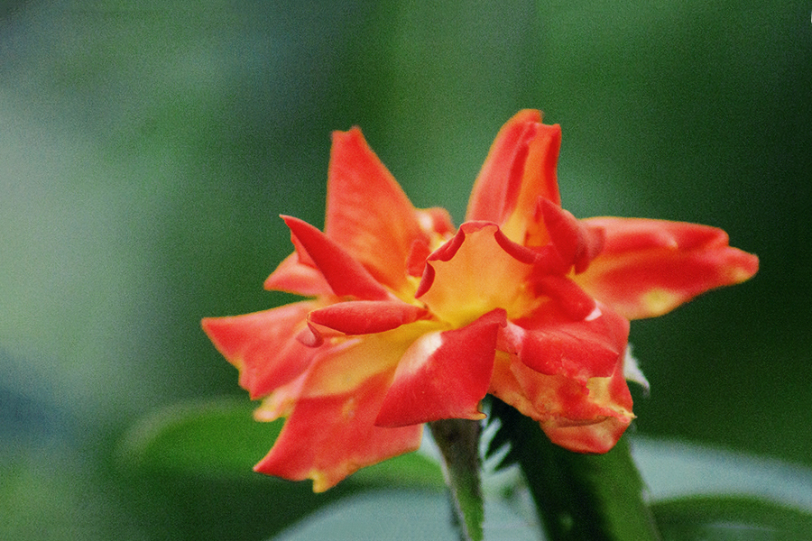 DSC09426. 夏の薔薇 