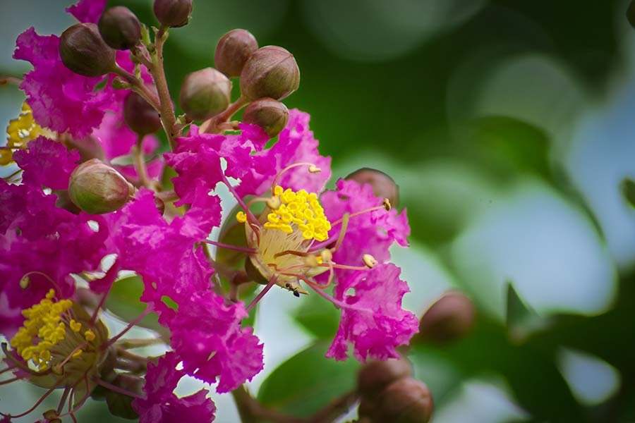 DSC09641. もう咲いて居た百日紅