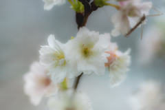 DSC04610  十月桜の花園見たり