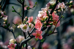 クサ木瓜 　DSC02796