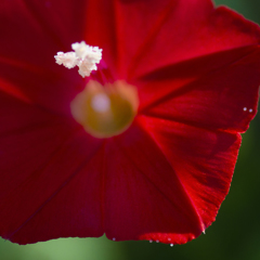 小さな花の大きな情熱